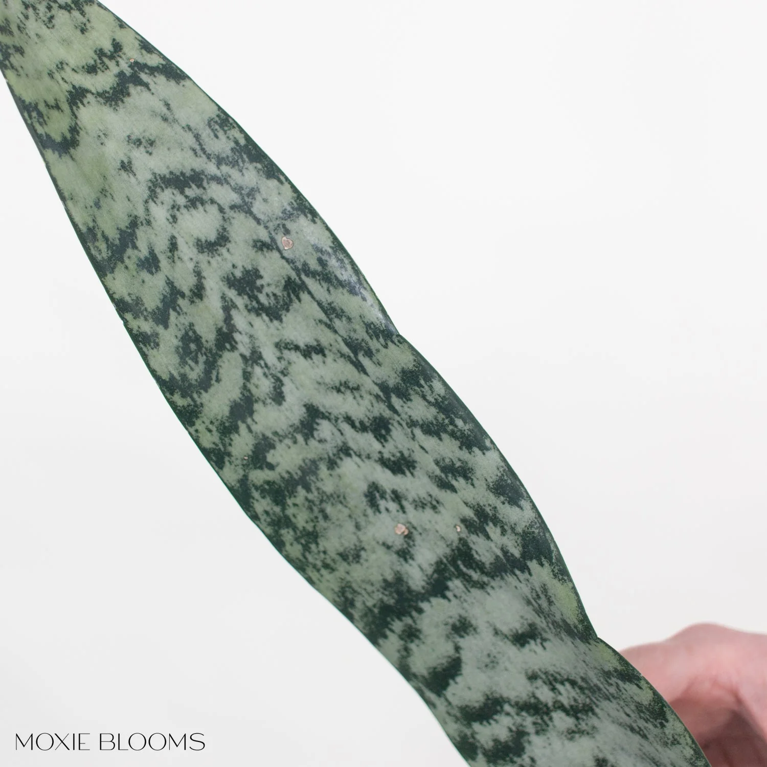 Sanseveria Greenery - Image 4