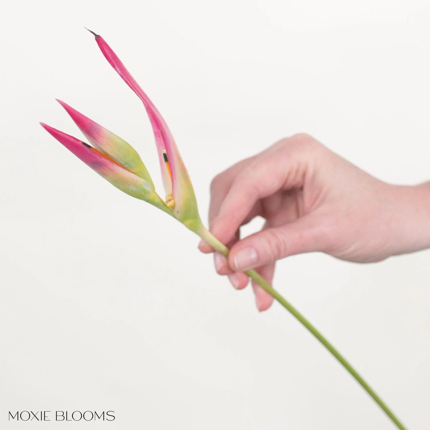 Sassy Heliconia - Image 3
