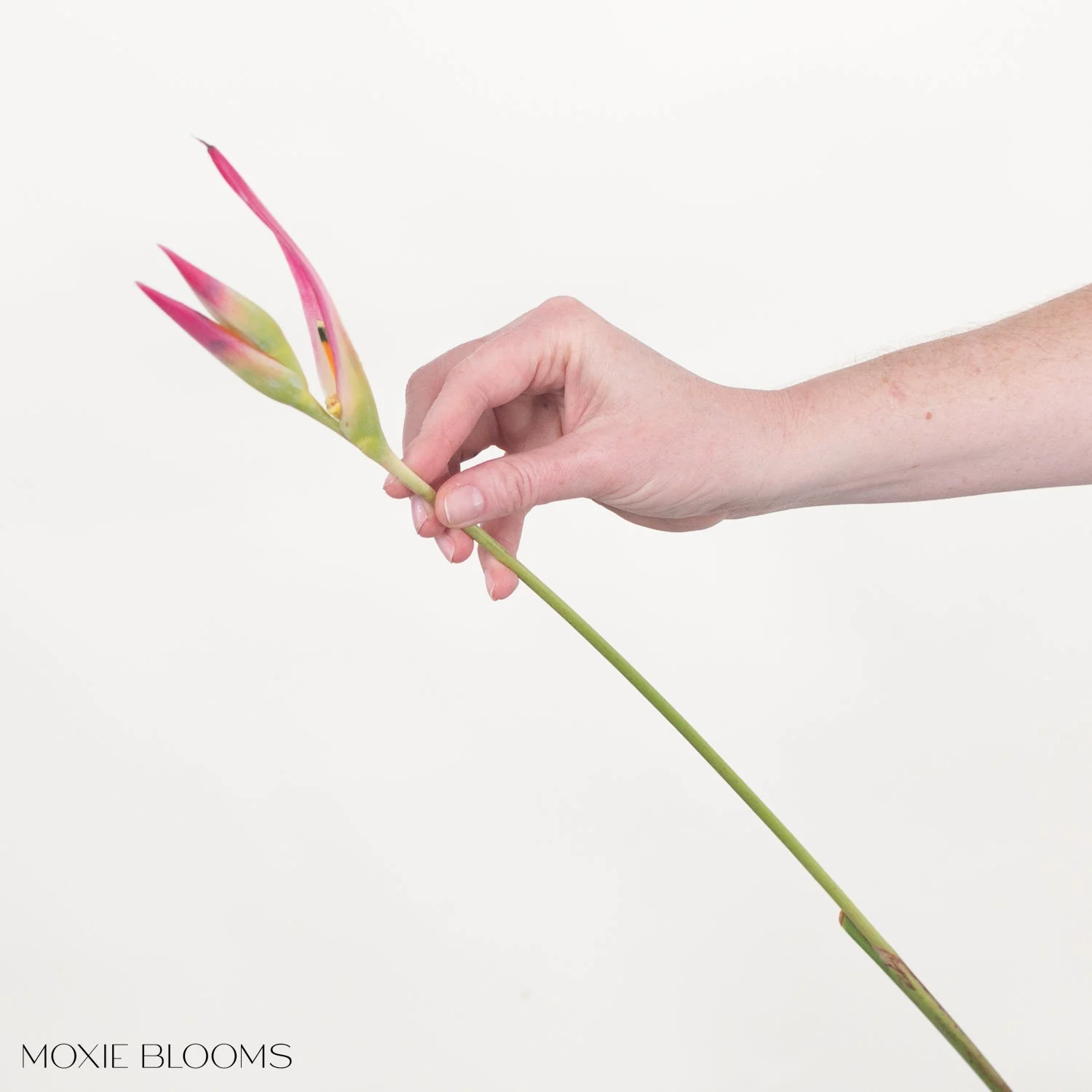 Sassy Heliconia - Image 5