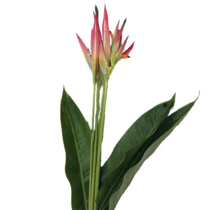 Sassy Heliconia - Image 6
