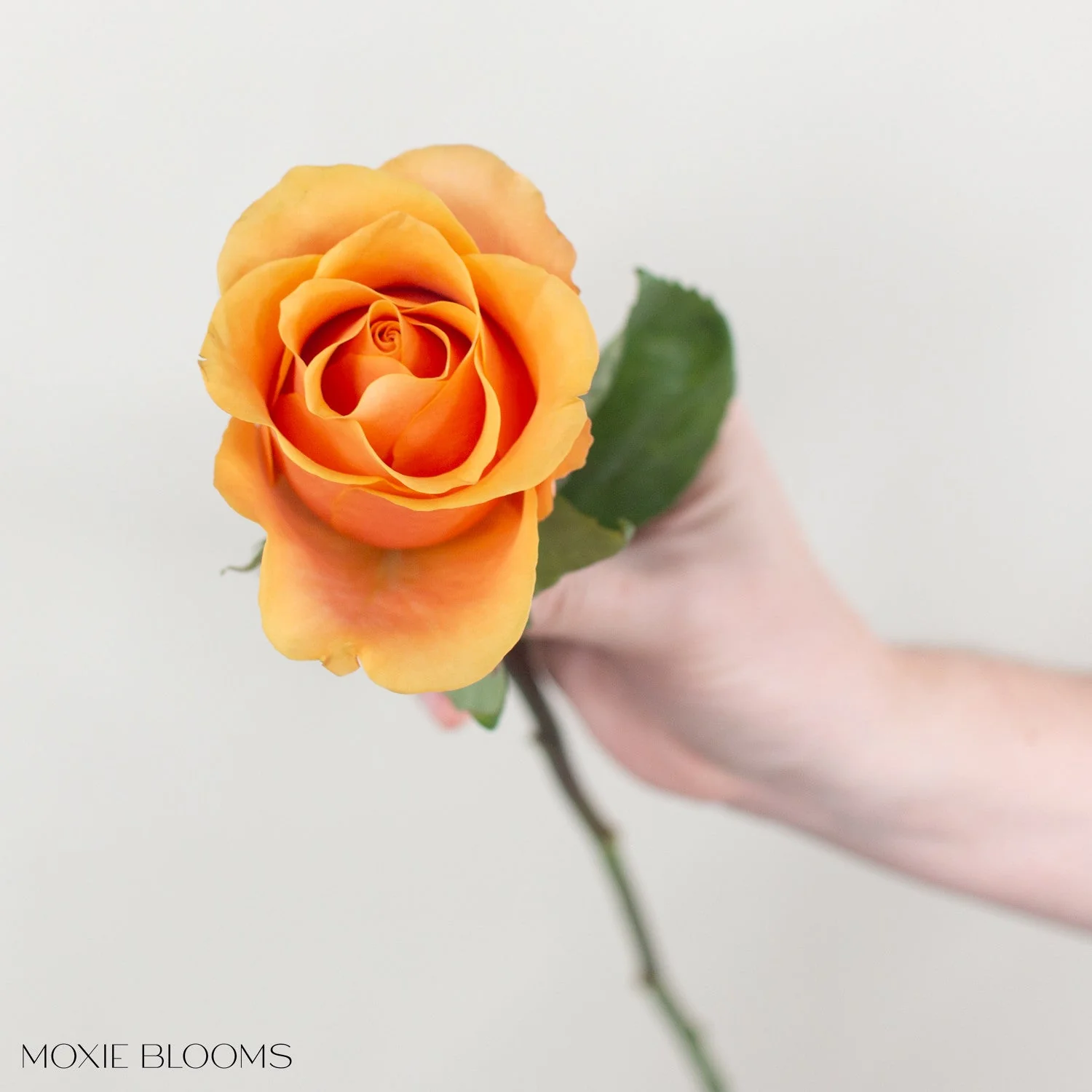 Peach Serenade Roses - Image 6
