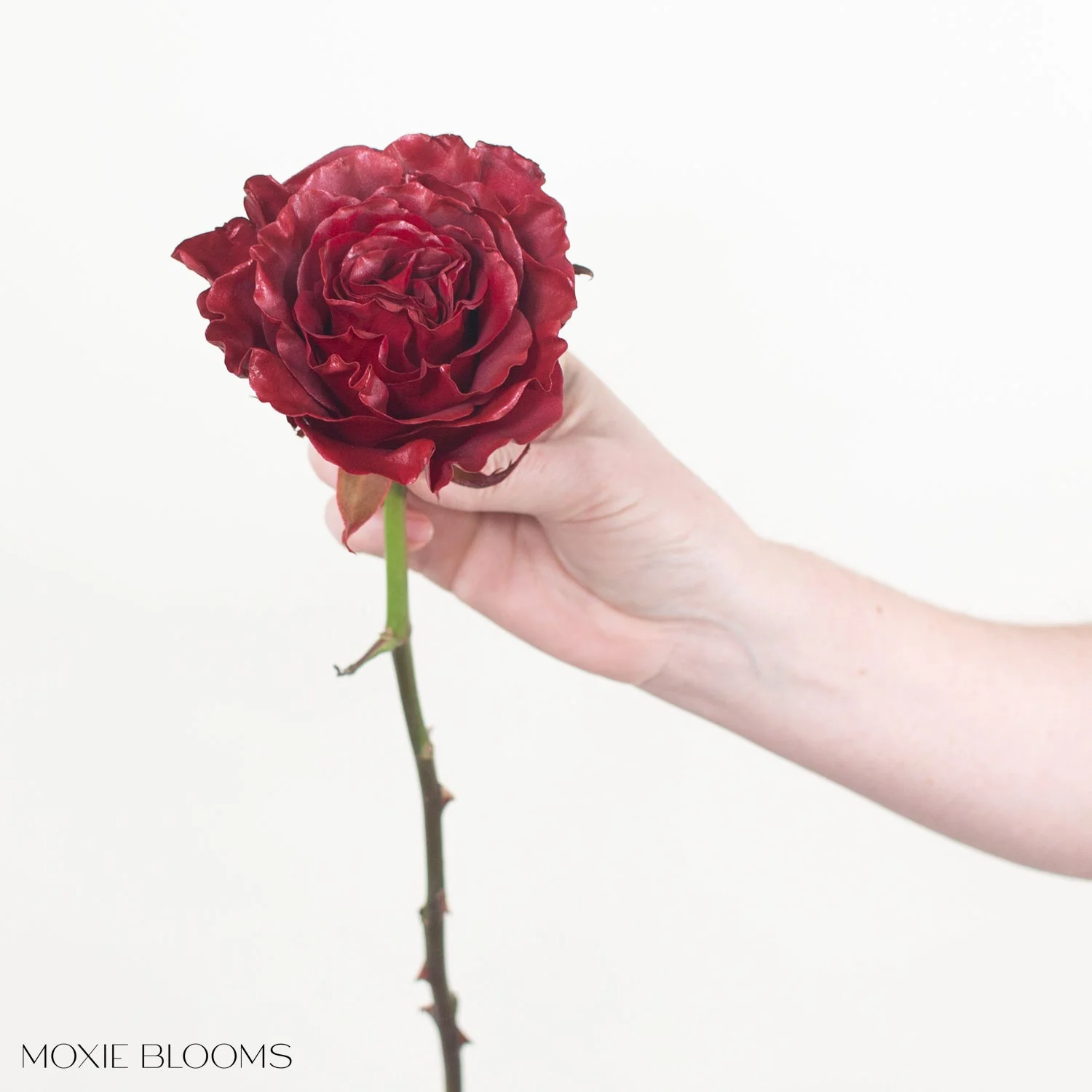Red Velvet Novelty Rose - Image 7
