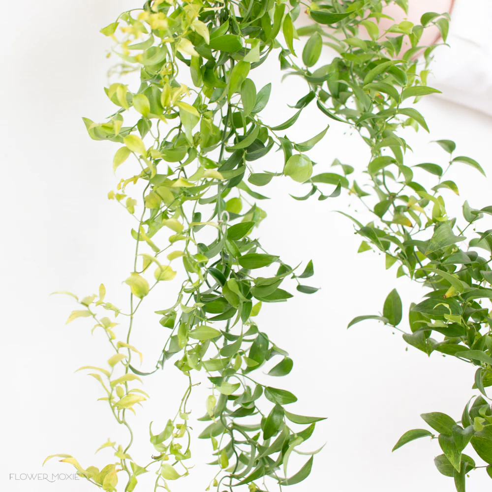Smilax Vine Greenery - Image 2