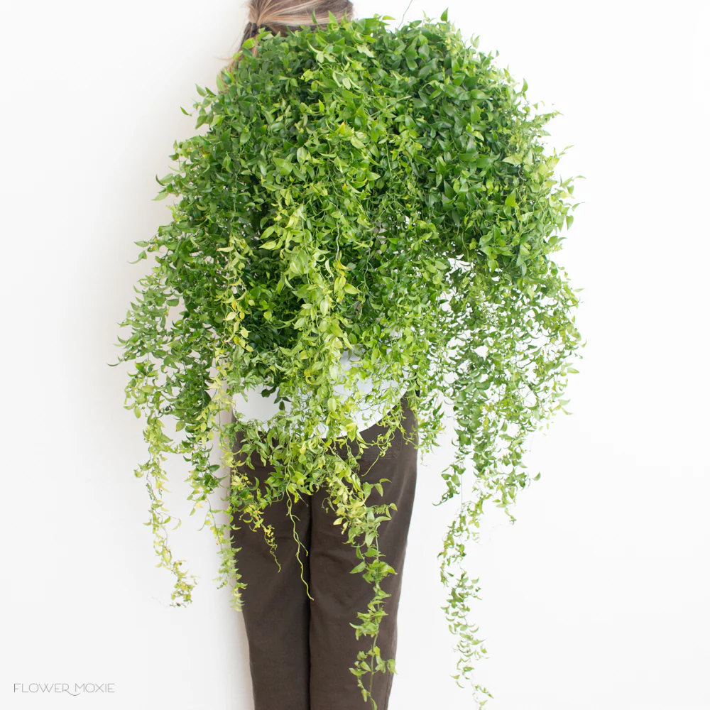 Smilax Vine Greenery - Image 5