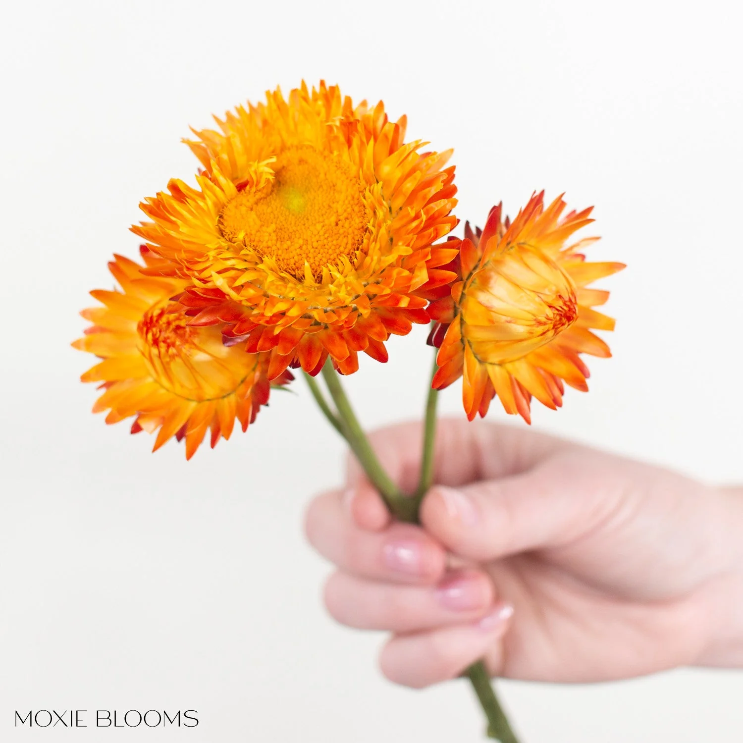 Sunset Orange Strawflower - Image 3