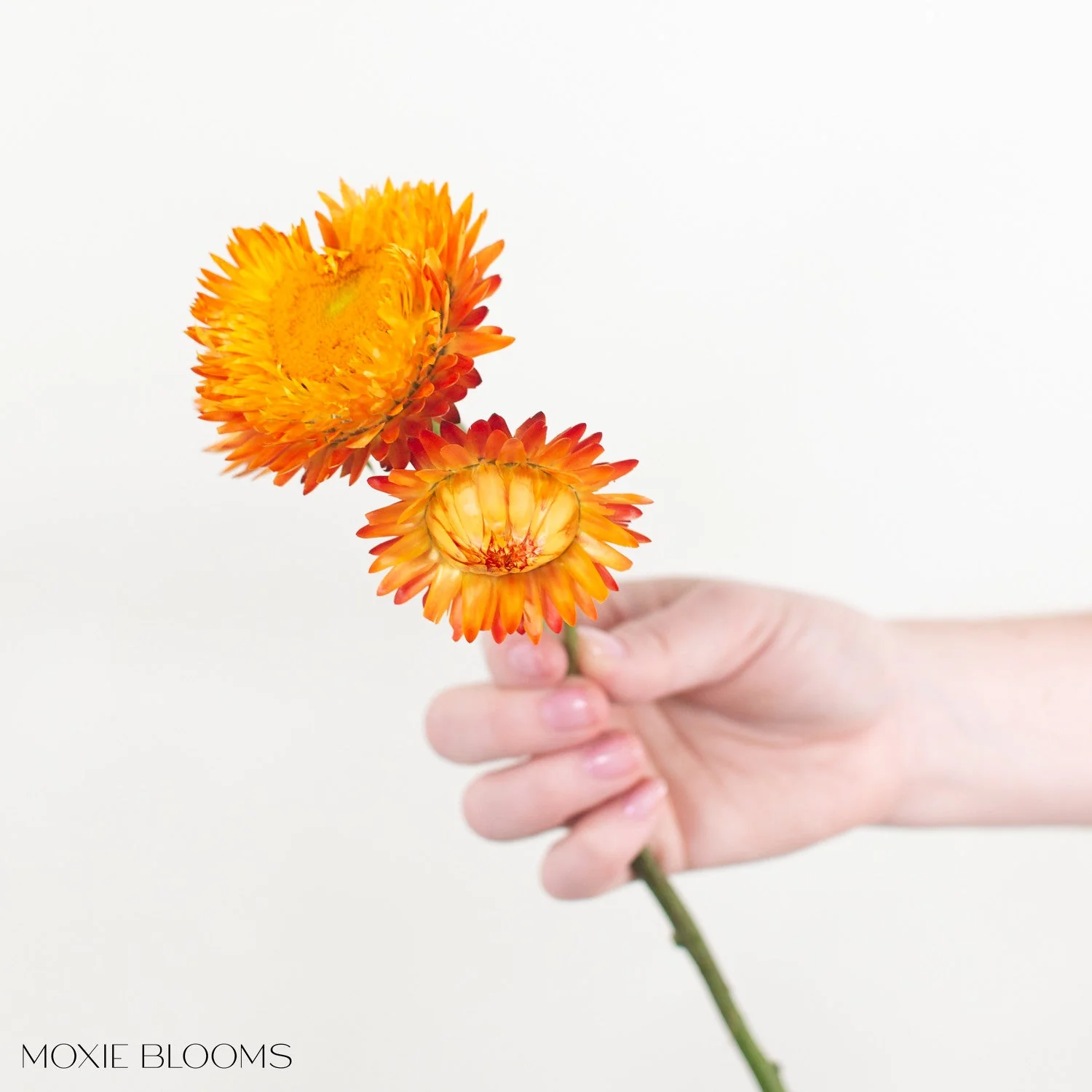 Sunset Orange Strawflower - Image 4