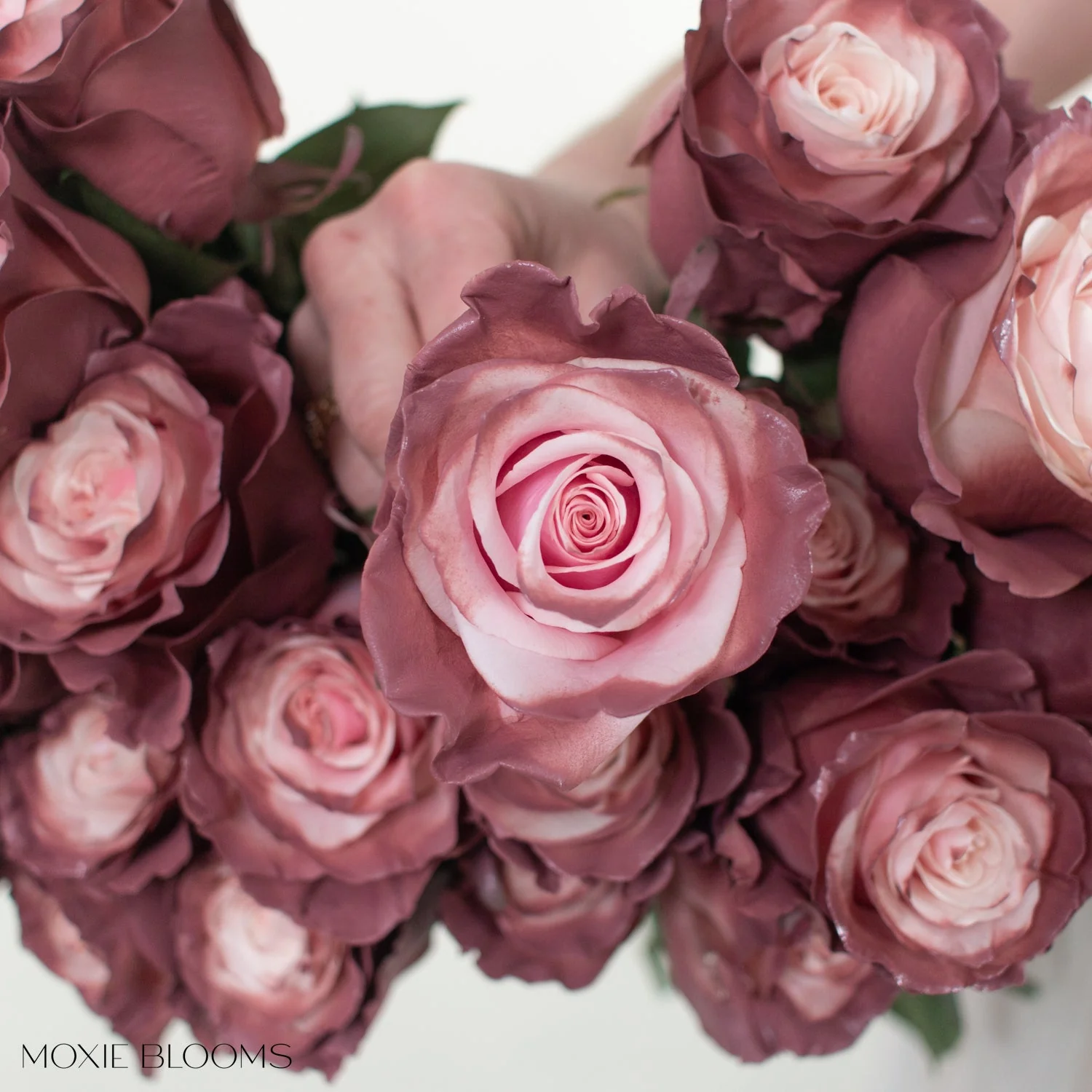 Sweet Plum Novelty Rose - Image 6