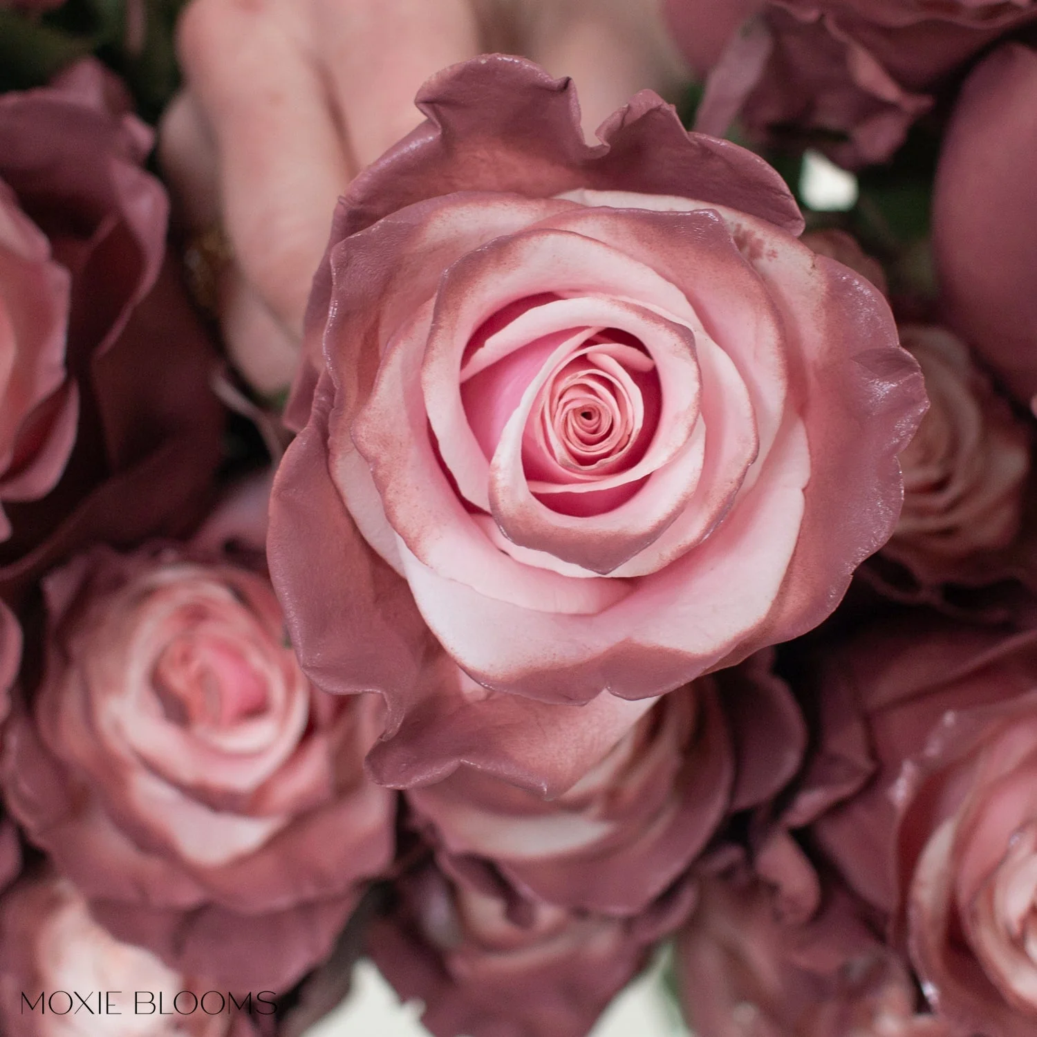 Sweet Plum Novelty Rose - Image 7