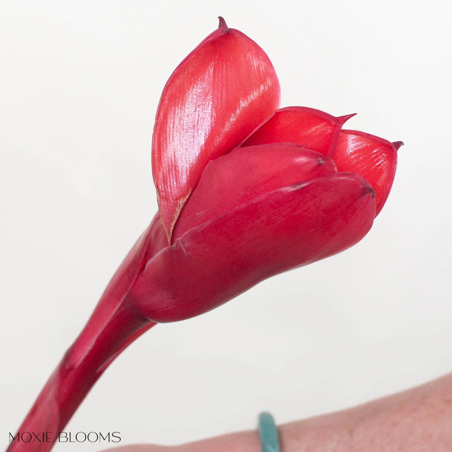 Torch Ginger Mixed Box - Image 5