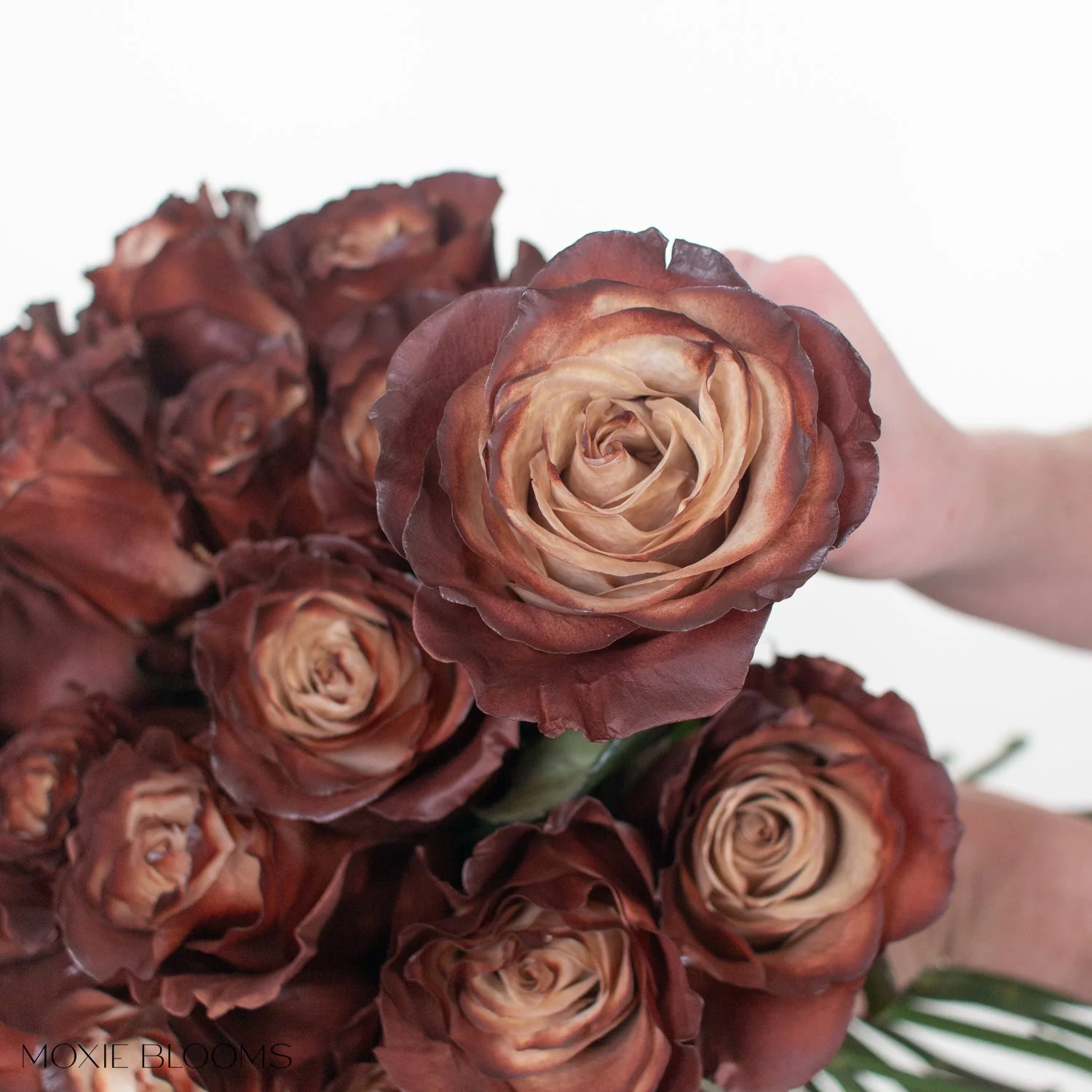 Truffle Novelty Rose - Image 6