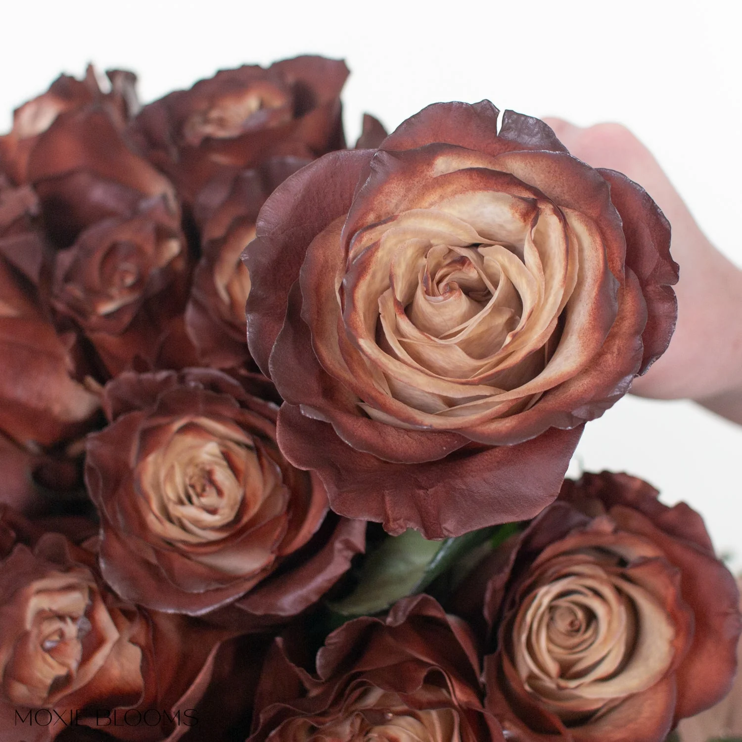Truffle Novelty Rose - Image 7