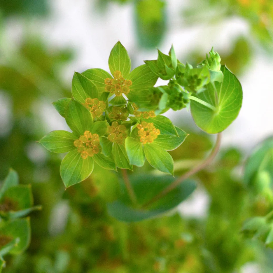 Bupleurum Greenery - Image 3