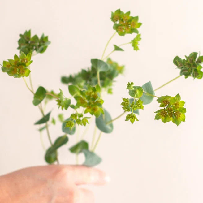 Bupleurum Greenery - Image 4