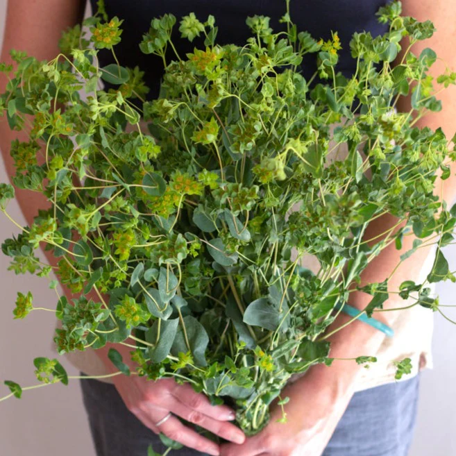 Bupleurum Greenery - Image 5