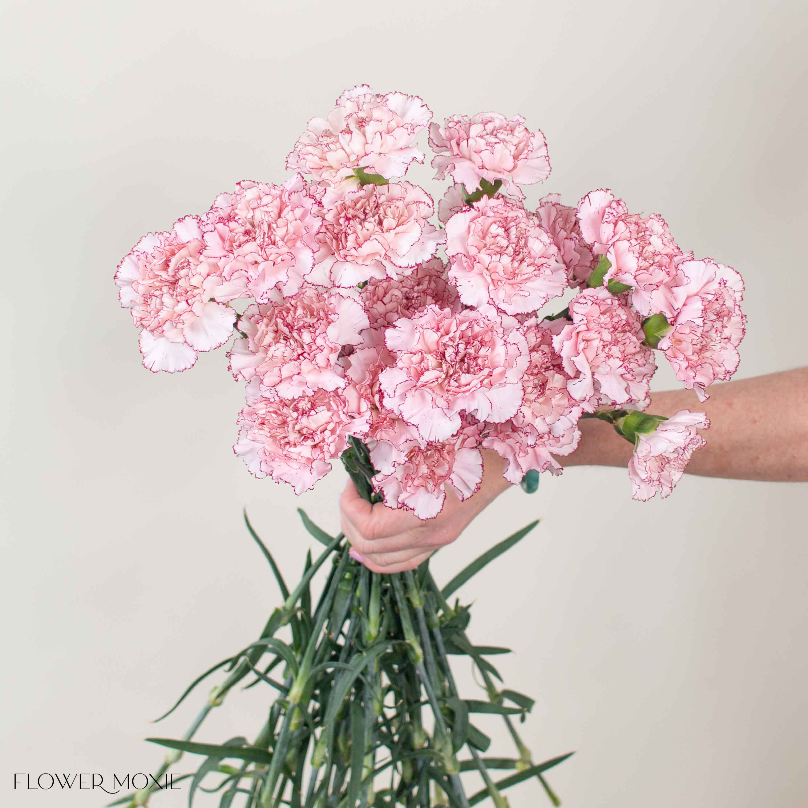 Blush Burgundy Carnation Flower - Image 3