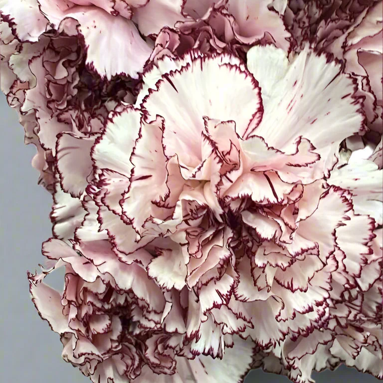 Blush Burgundy Carnation Flower - Image 5