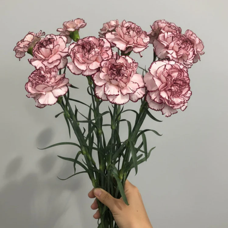 Blush Burgundy Carnation Flower - Image 6