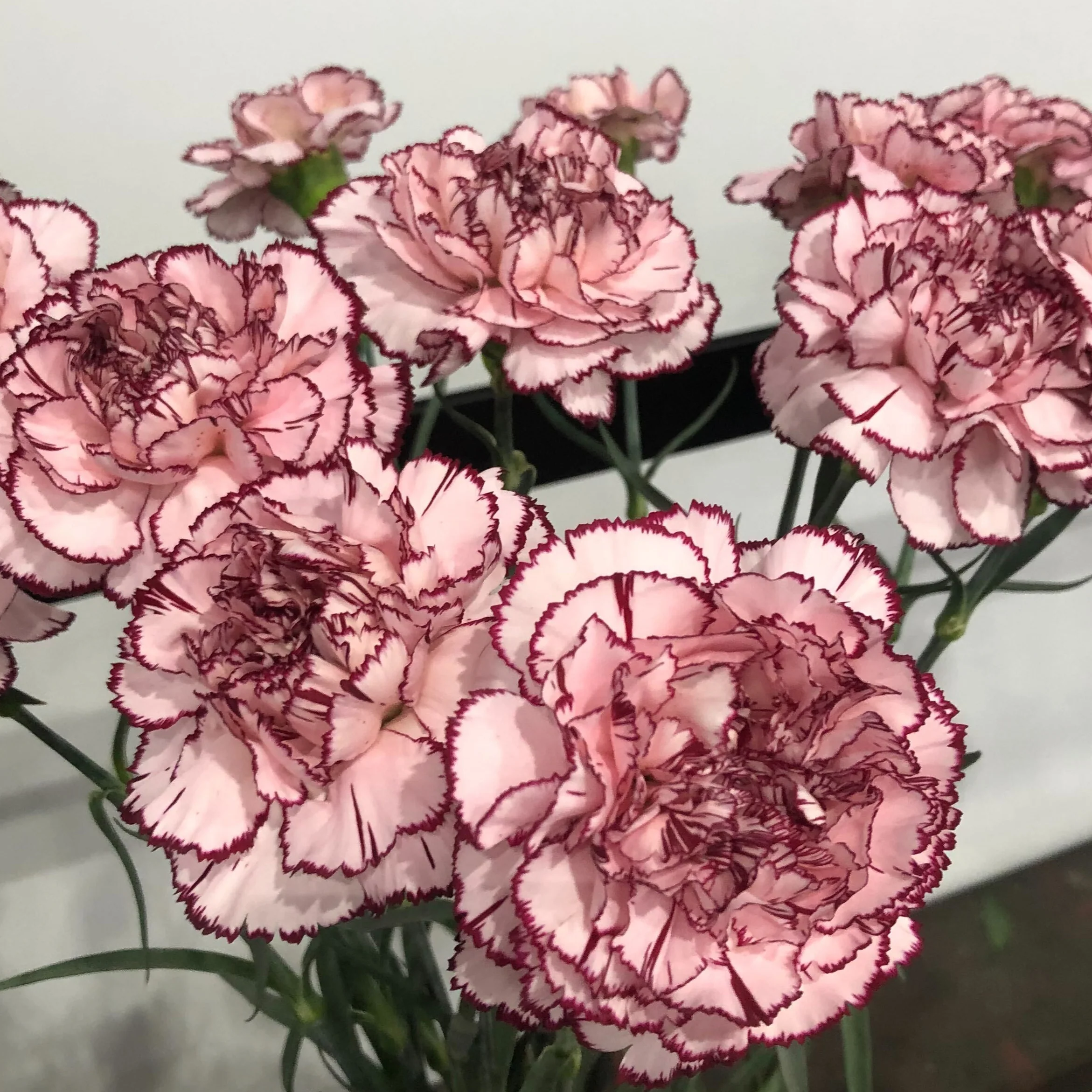 Blush Burgundy Carnation Flower - Image 7