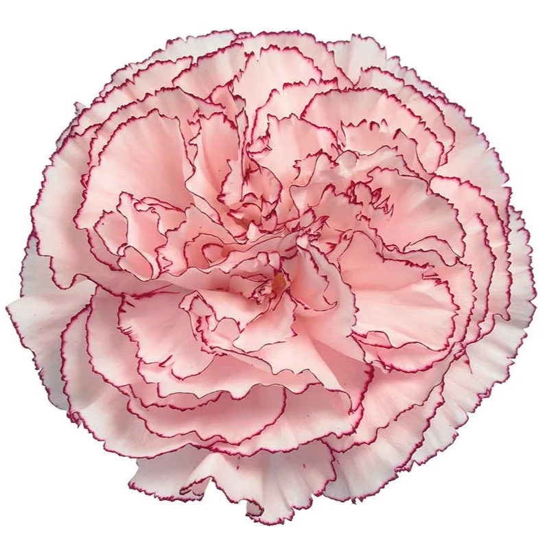 Blush Burgundy Carnation Flower - Image 8