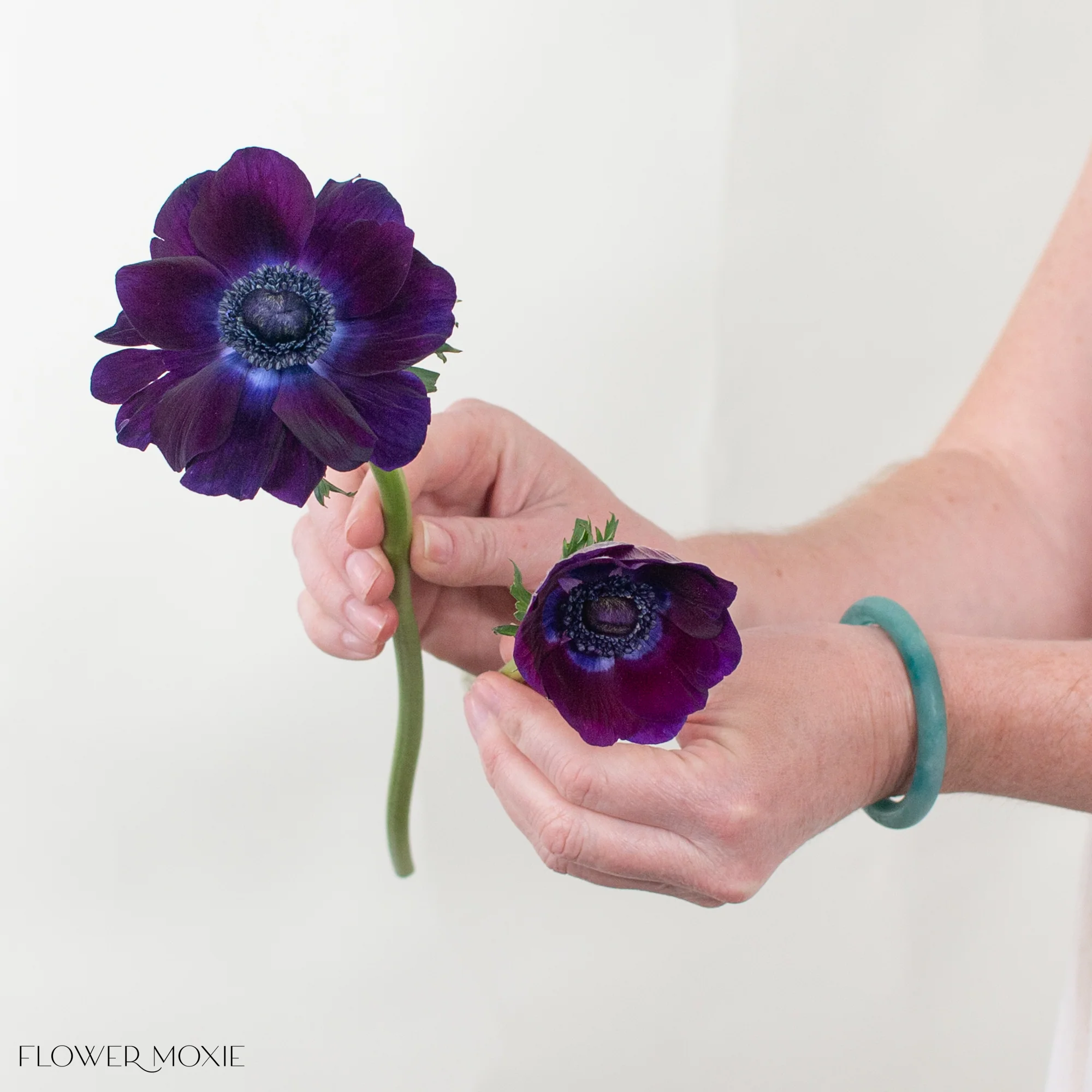 Burgundy Anemone Flower - Image 4