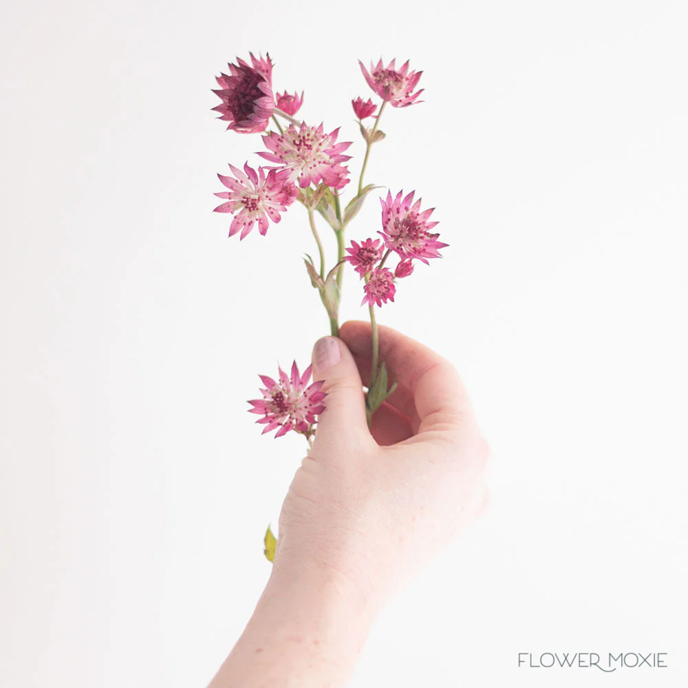Burgundy Astrantia Flower - Image 3