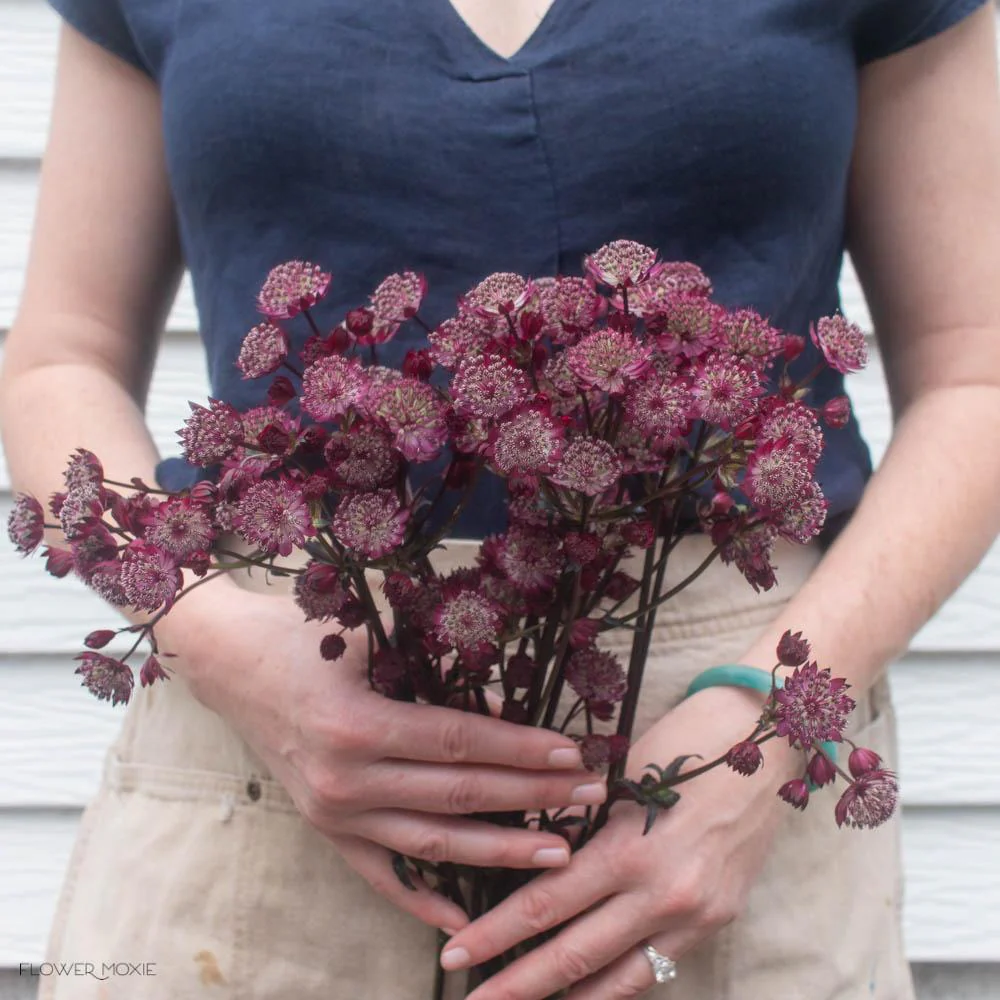 Burgundy Astrantia Flower - Image 4