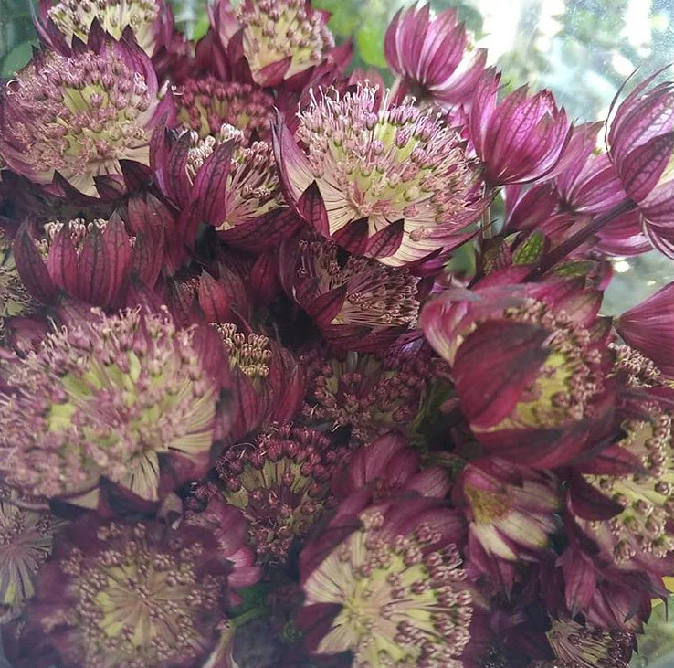 Burgundy Astrantia Flower - Image 5