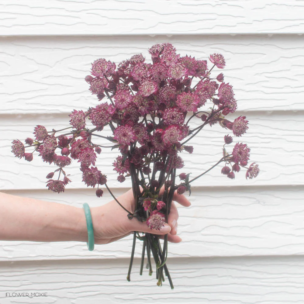Burgundy Astrantia Flower - Image 6