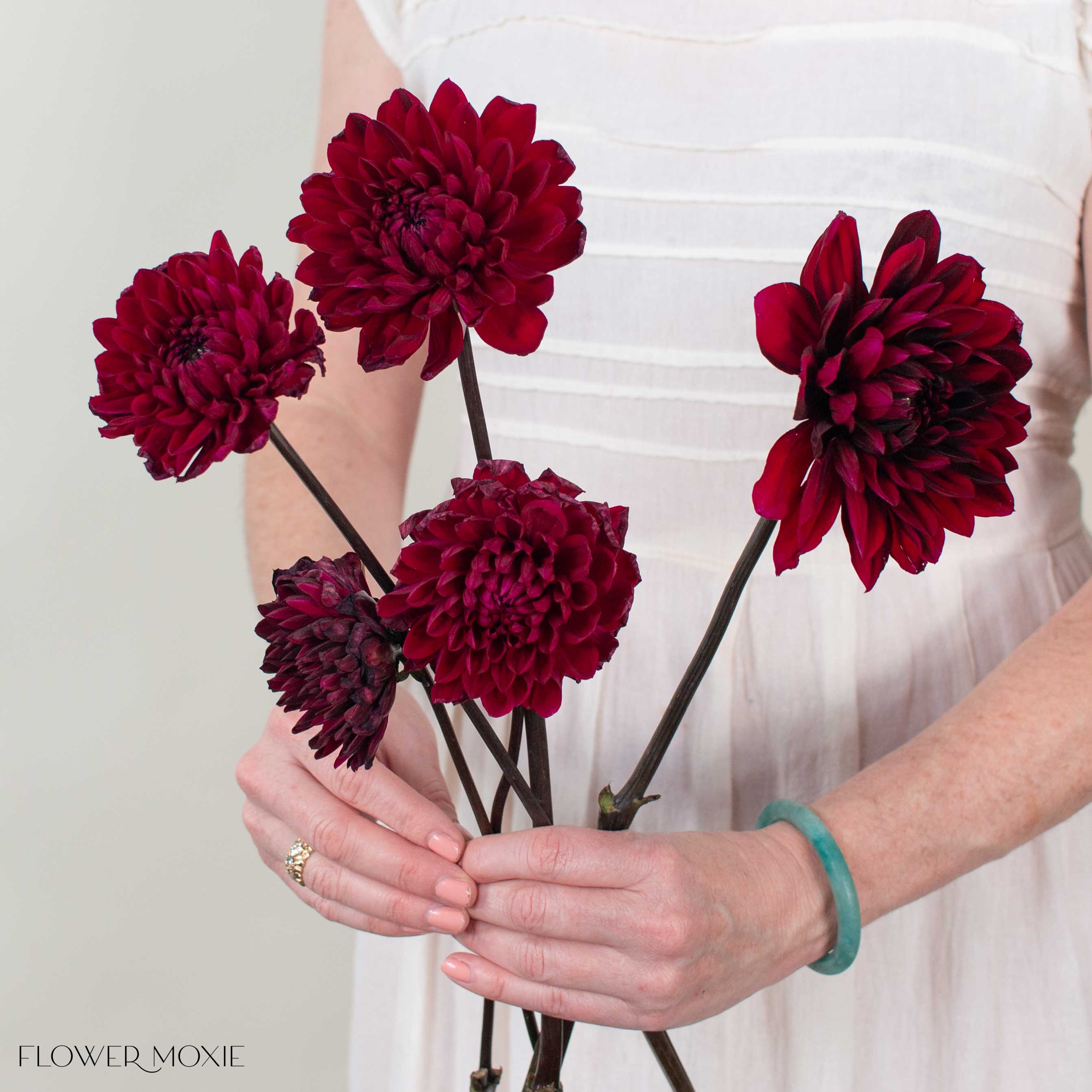 Burgundy Chocolate Dahlia Flower - Image 3