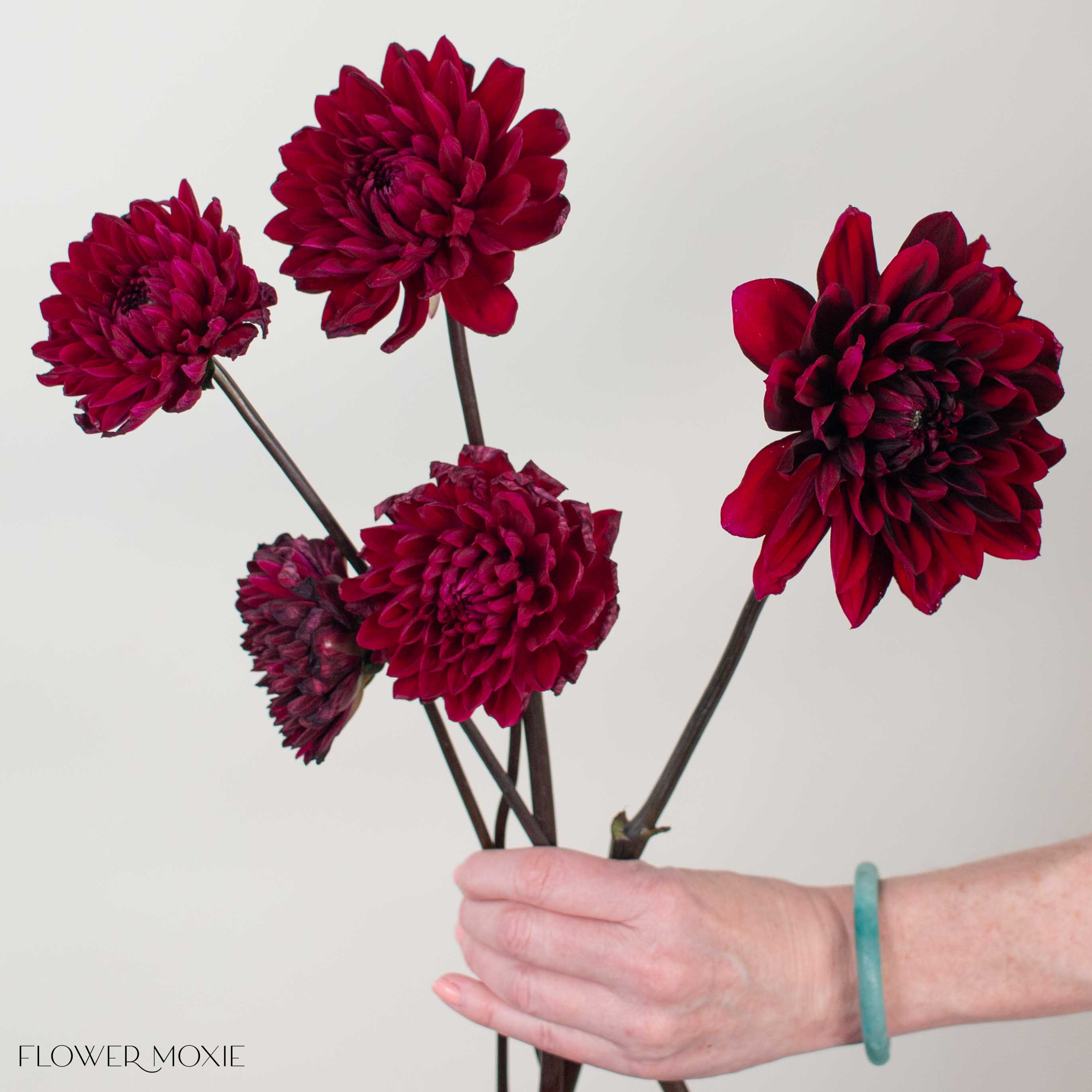 Burgundy Chocolate Dahlia Flower - Image 4