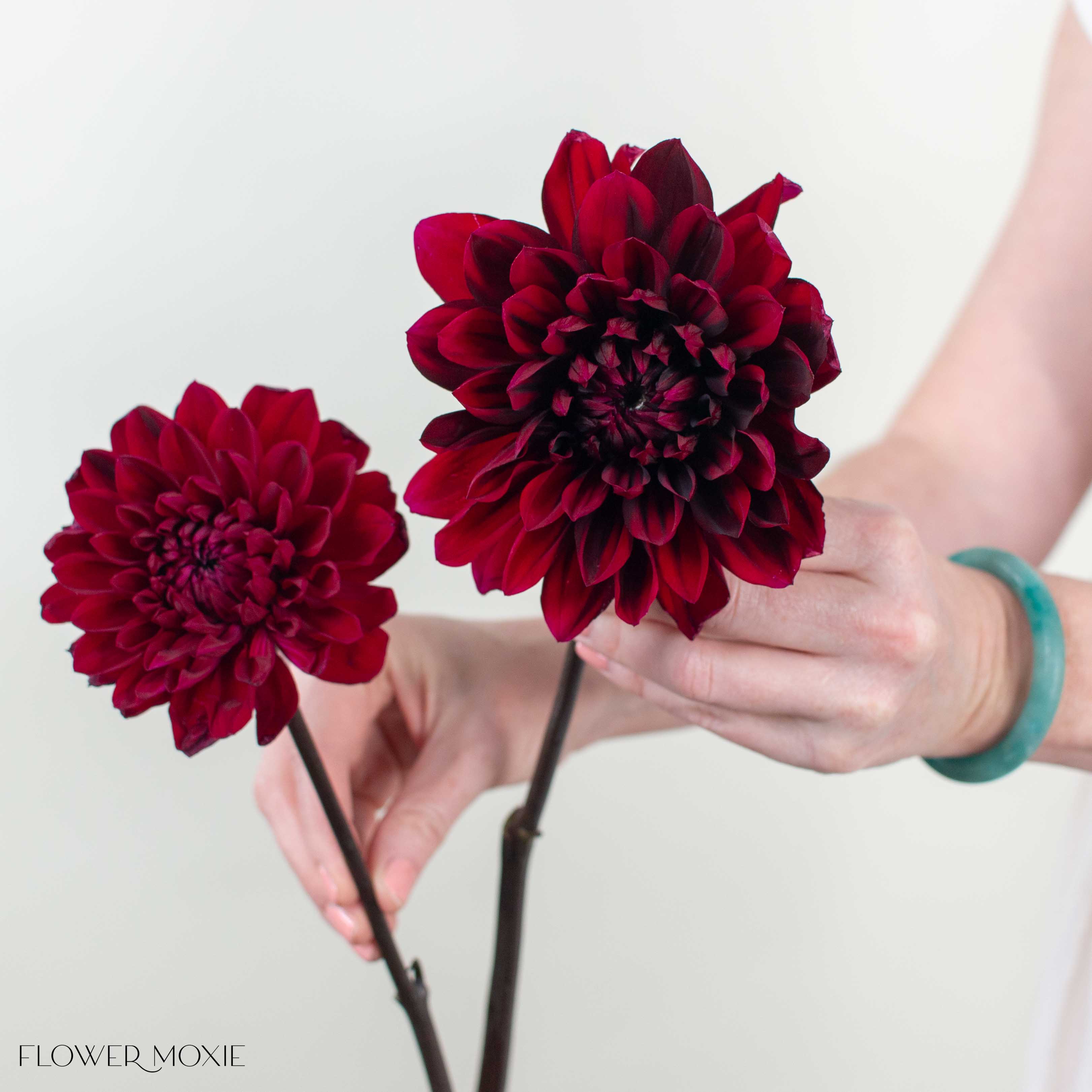 Burgundy Chocolate Dahlia Flower - Image 5