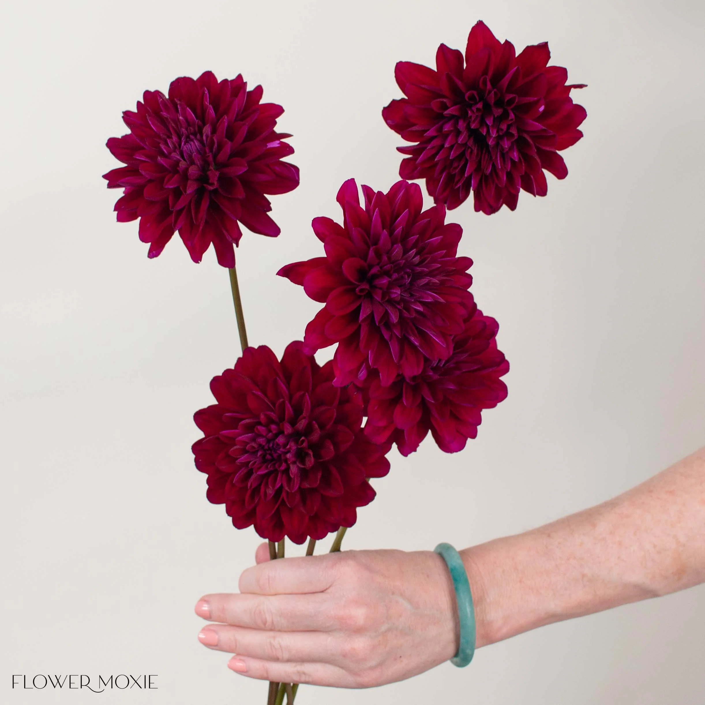 Burgundy Chocolate Dahlia Flower - Image 6