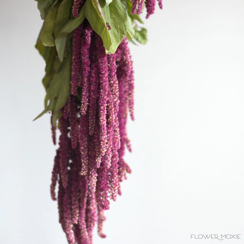 Burgundy Hanging Amaranthus Flower - Image 5