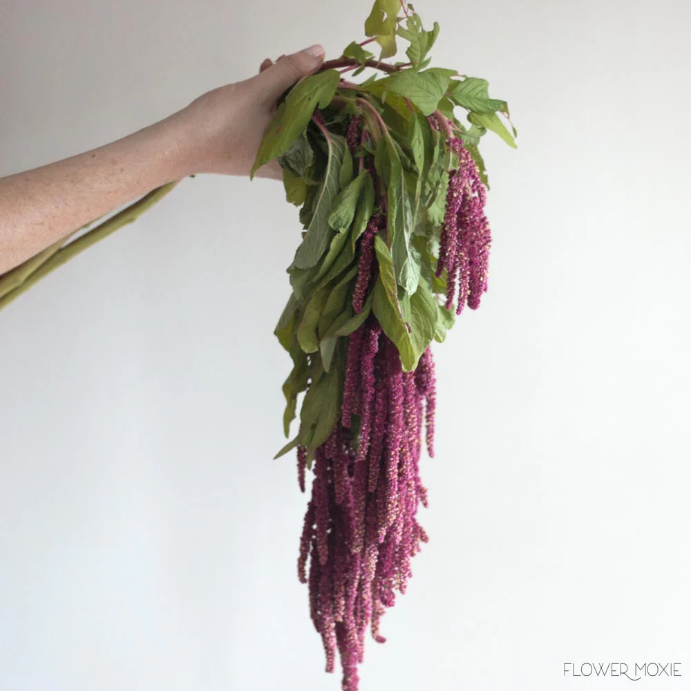 Burgundy Hanging Amaranthus Flower - Image 7