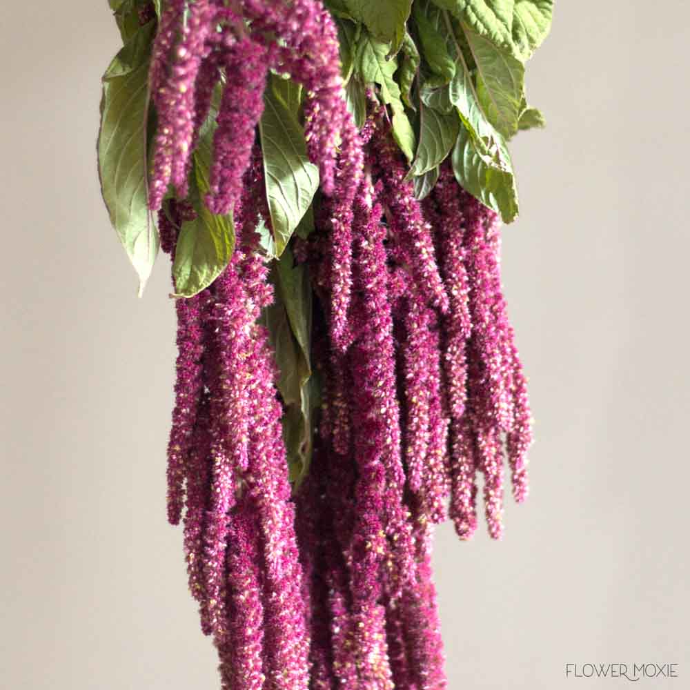 Burgundy Hanging Amaranthus Flower - Image 8