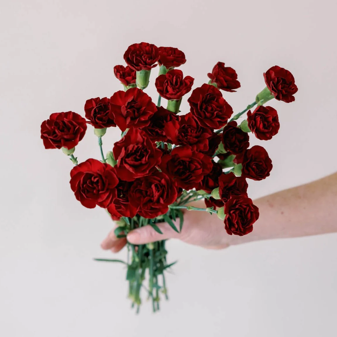 Burgundy Mini Carnation Flower - Image 3