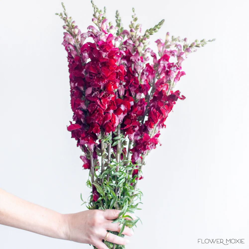 Burgundy Snapdragon Flower