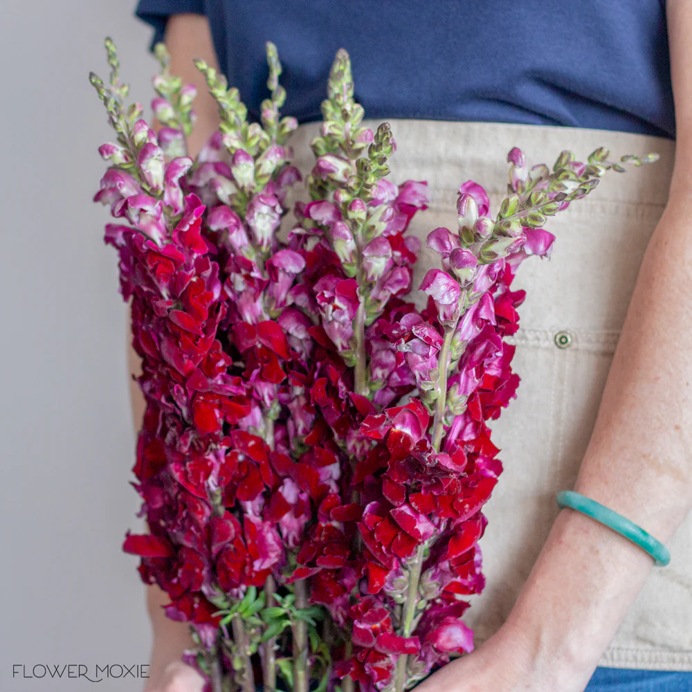 Burgundy Snapdragon Flower - Image 3