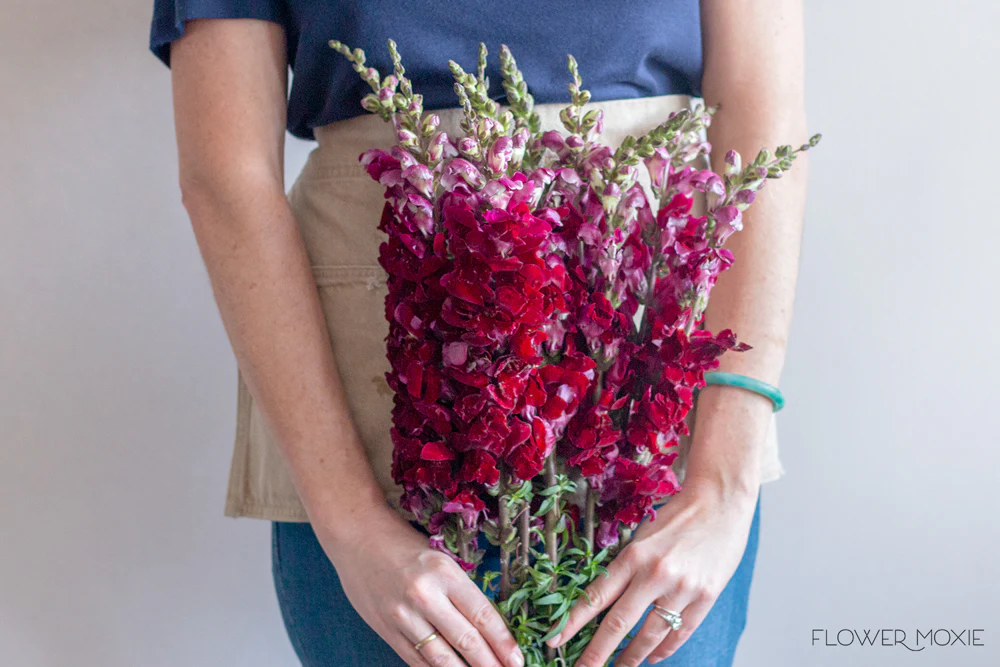 Burgundy Snapdragon Flower - Image 6