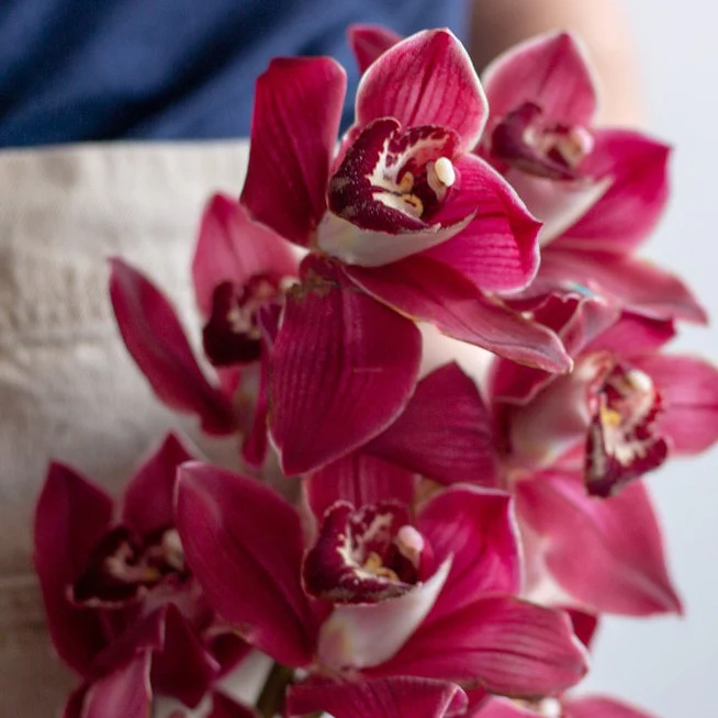 Burgundy Standard Cymbidium Orchid Flower - Image 3