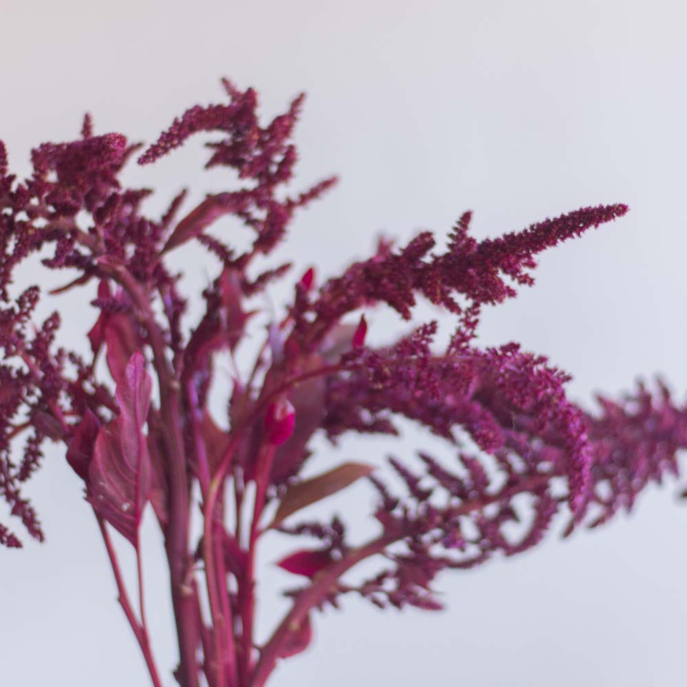 Burgundy Upright Amaranthus Flower - Image 3