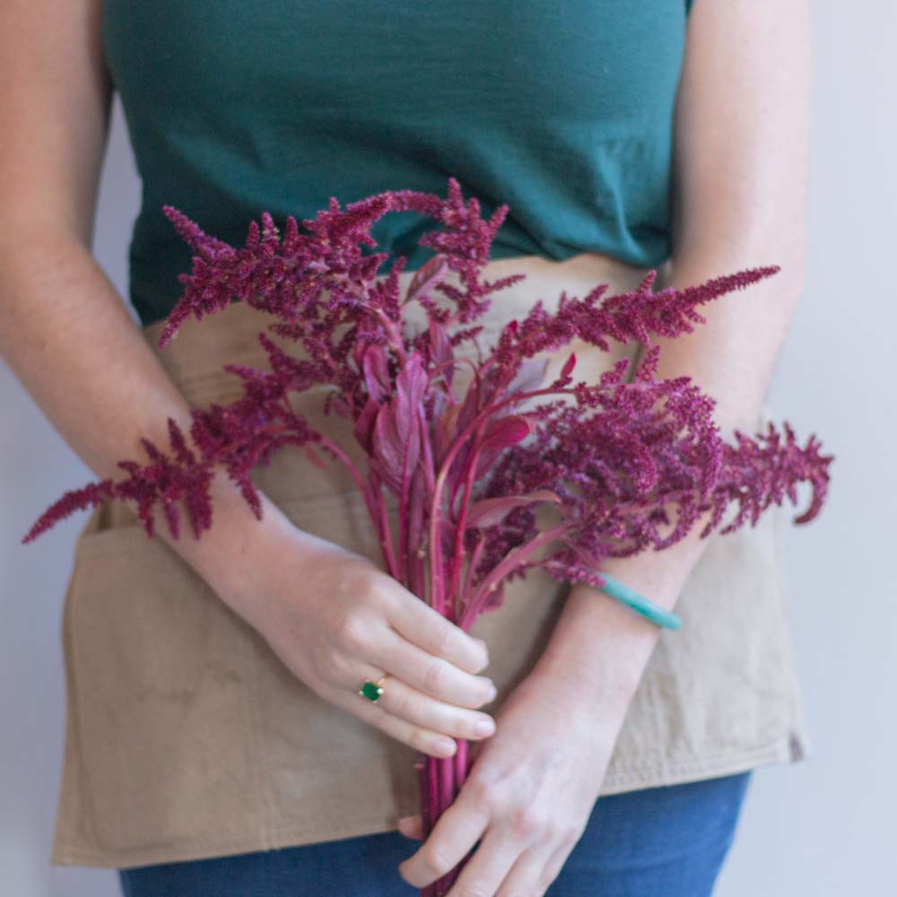Burgundy Upright Amaranthus Flower - Image 5
