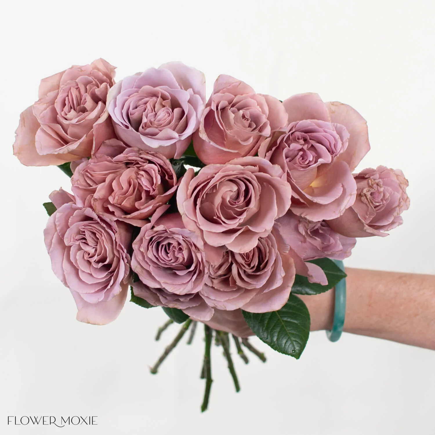 Mauve Cafe Latte Garden Rose