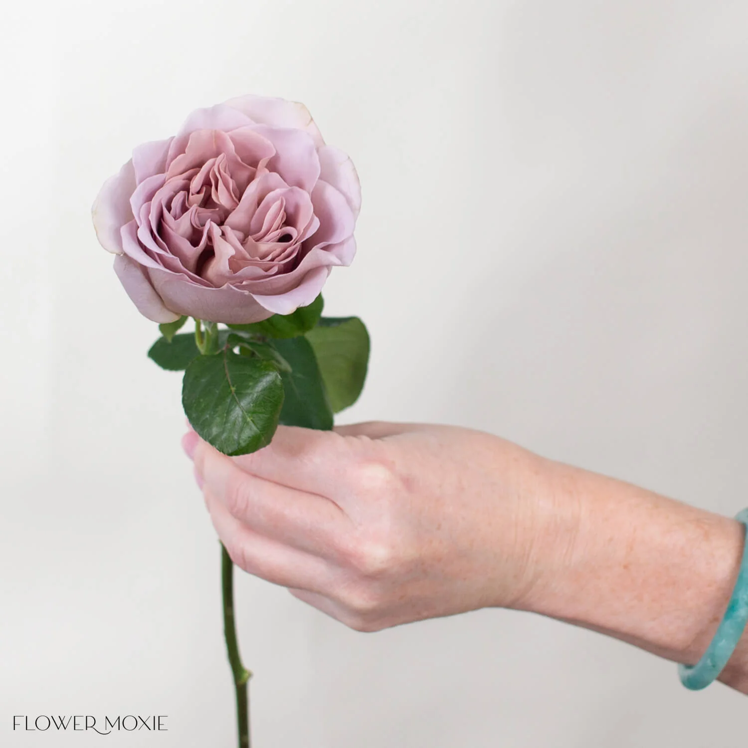 Mauve Cafe Latte Garden Rose - Image 3