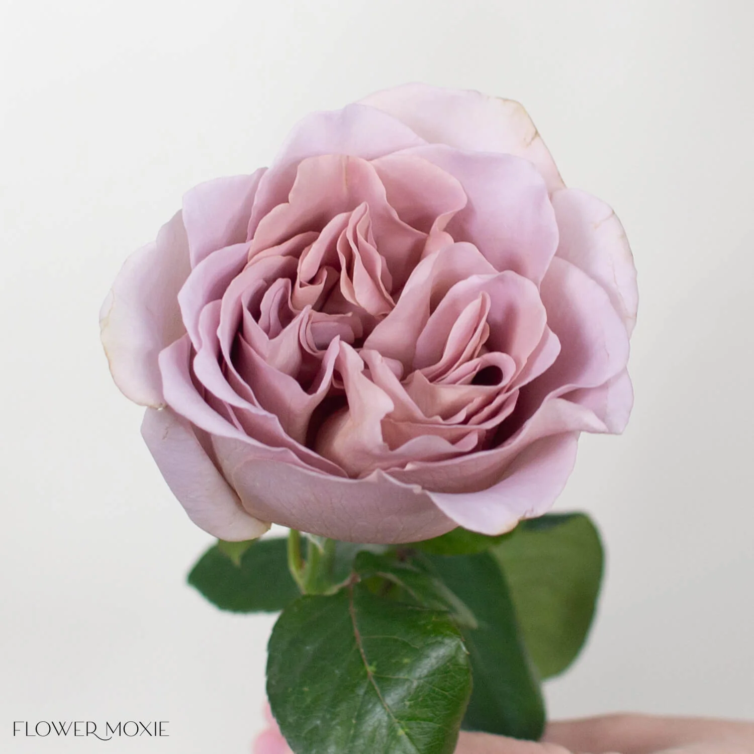 Mauve Cafe Latte Garden Rose - Image 5
