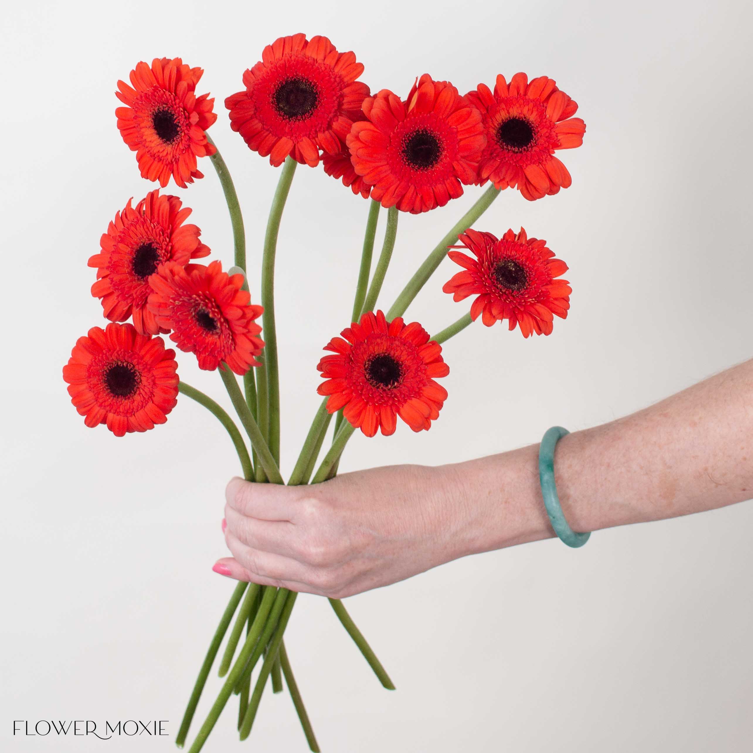 Deep Orange Mini Gerbera Daisies - Image 2