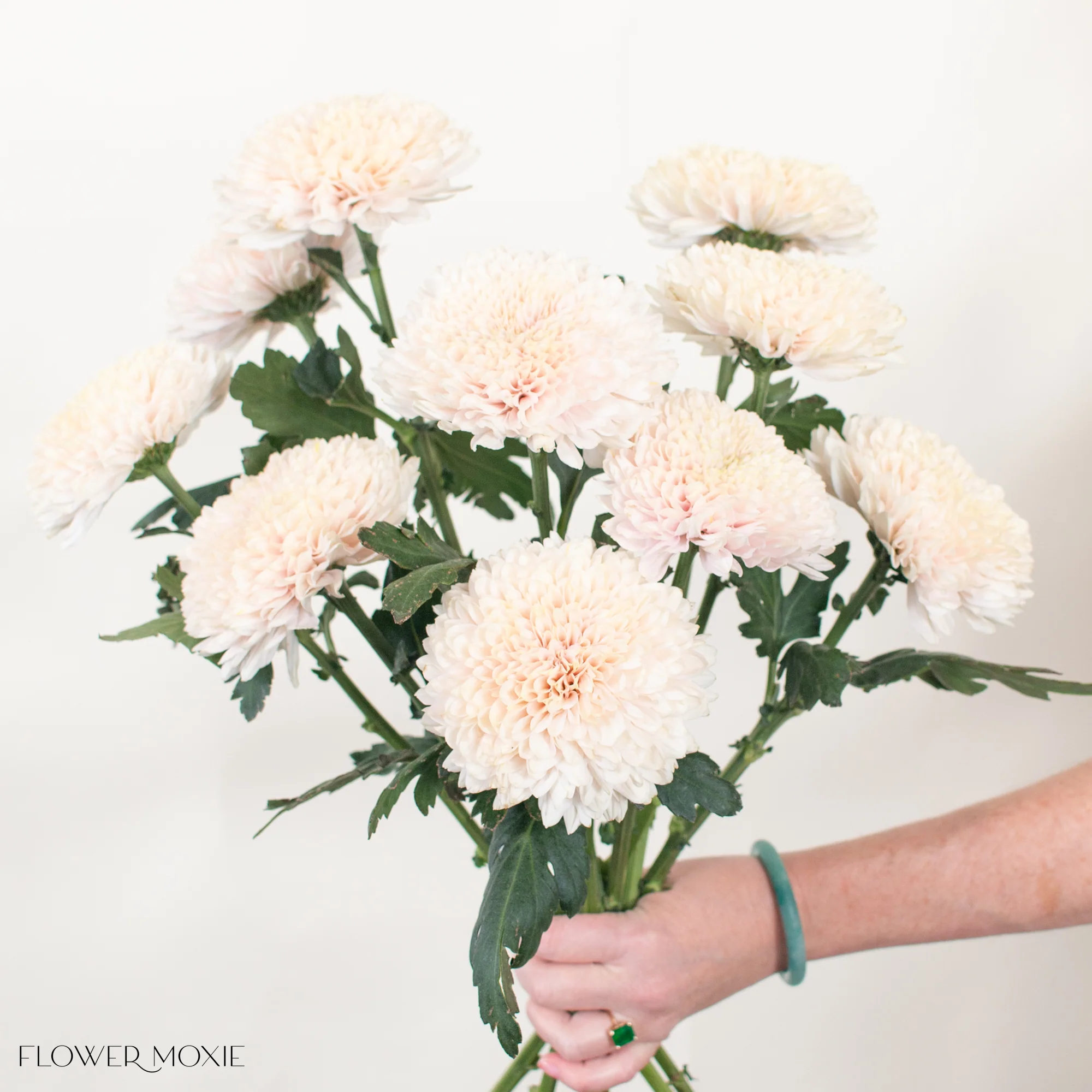 Champagne Cremone Flower - Image 3