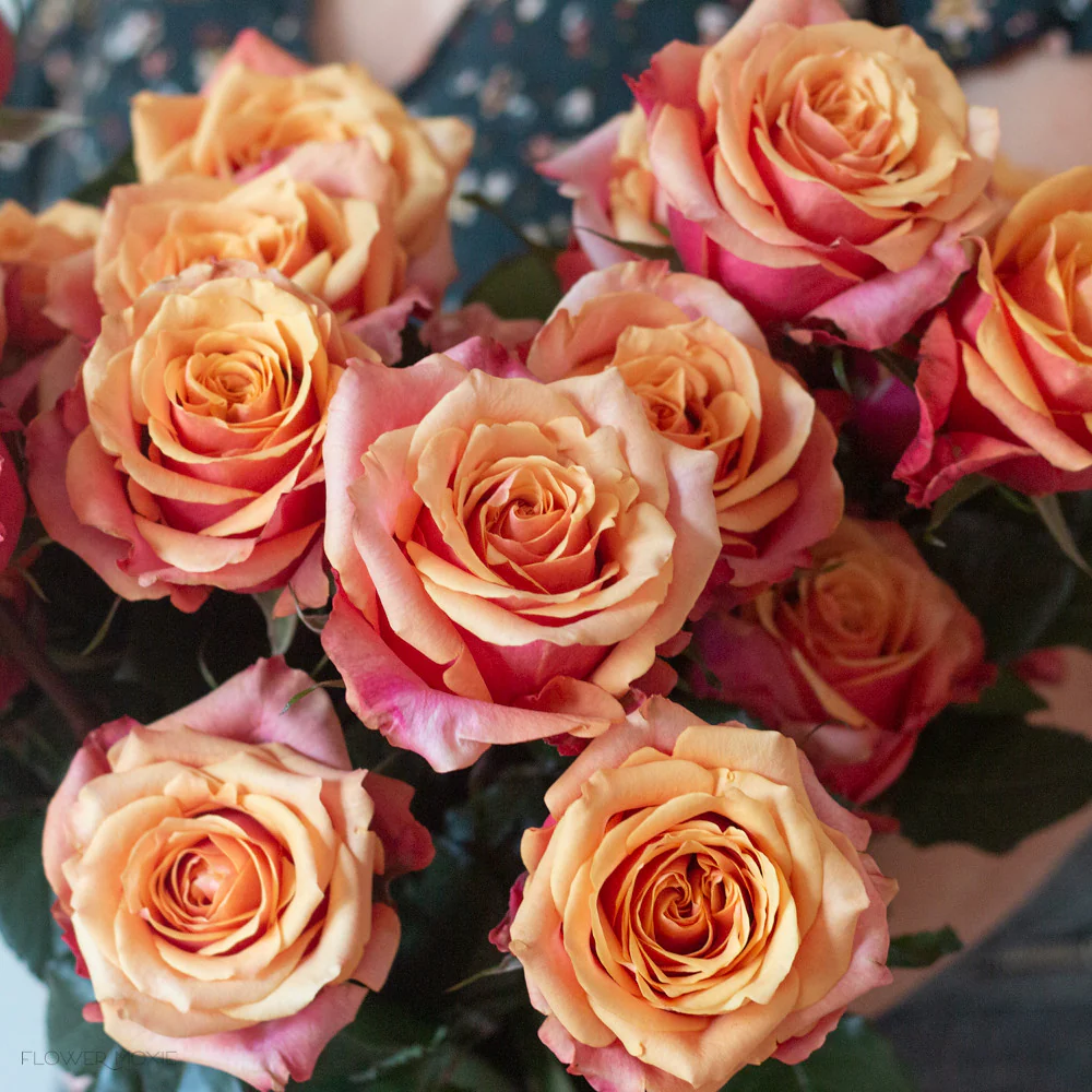 Sunset Orange Cherry Brandy Rose - Image 4