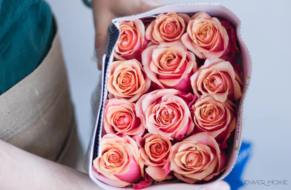 Sunset Orange Cherry Brandy Rose - Image 5