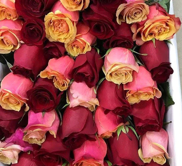 Sunset Orange Cherry Brandy Rose - Image 7